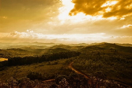 Landscape tree nature forest Photo