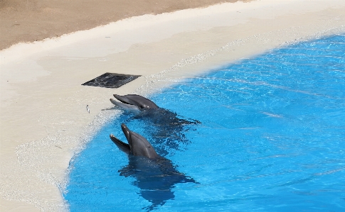 Water pool wildlife herd Photo