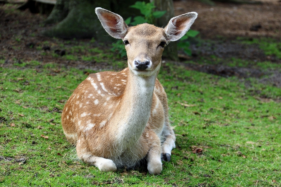 Forêt herbe animal faune