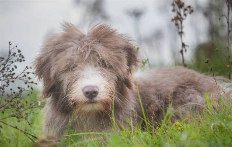 Sweet puppy dog cute Photo