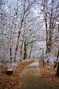 Landscape tree water path Photo