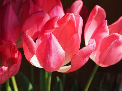 Blossom plant flower petal Photo