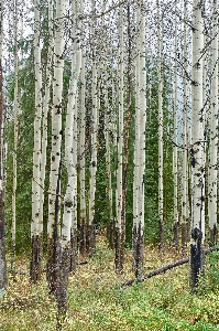 Tree forest path grass Photo