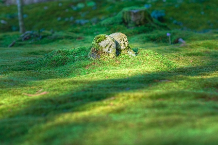 Landscape tree grass plant Photo