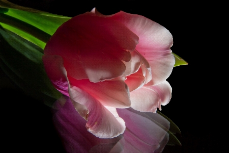 Blossom plant flower petal Photo