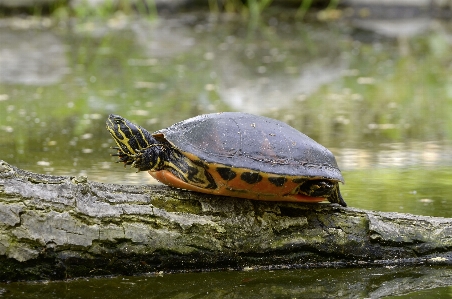 Water sun animal relax Photo