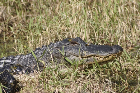 Doğa çimen yaban hayatı avcı Fotoğraf