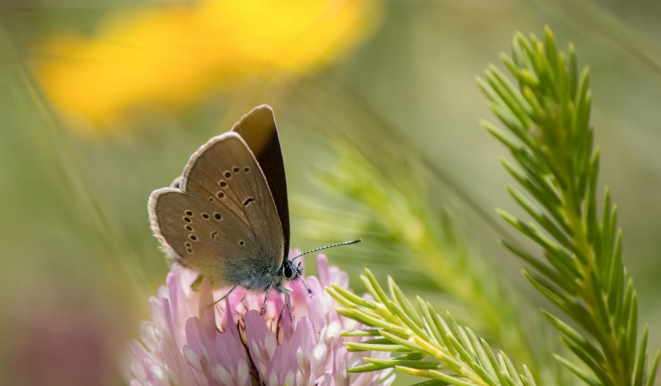 Nature blossom wing bokeh