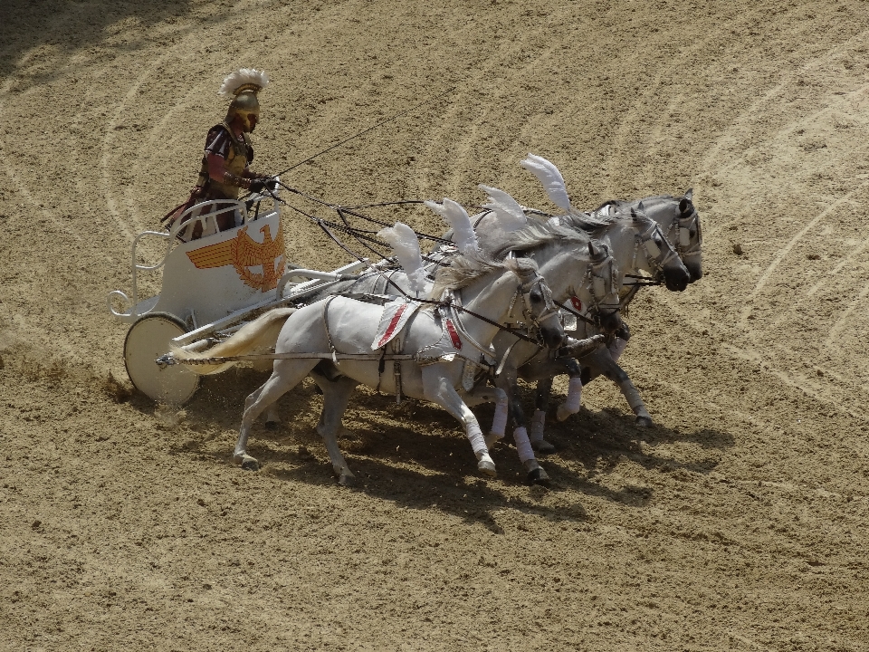 Sand white horse soil