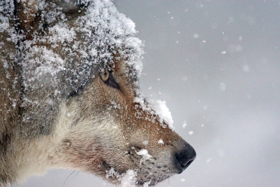 Nevicare freddo inverno animali selvatici