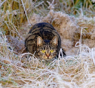 Foto Grama inverno animais selvagens gelo