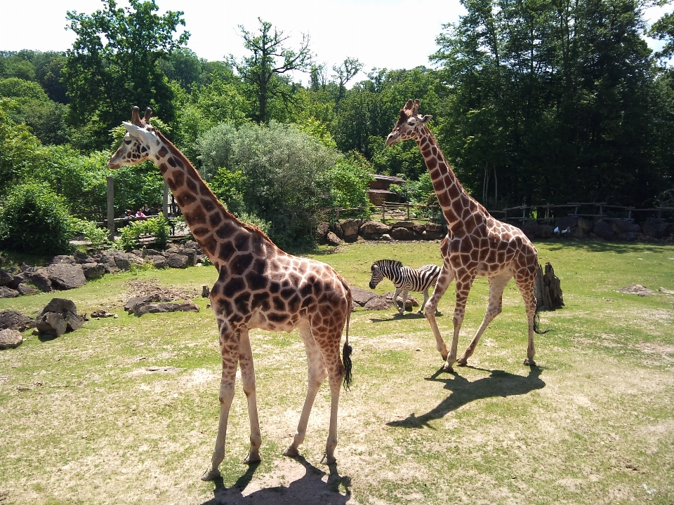 木 草 動物 野生動物