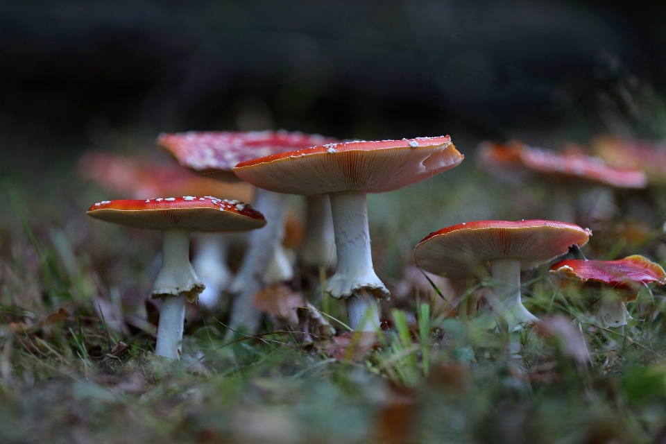 Alam hutan daun merah