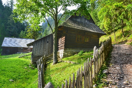 風景 木 自然 草 写真