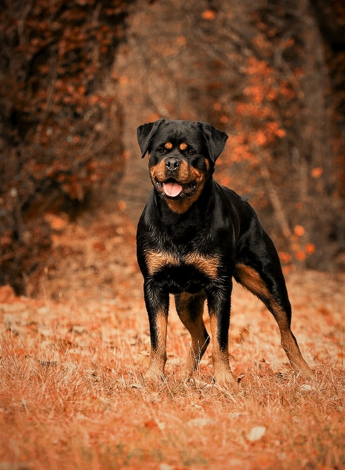 Hund tier säugetier haustier
