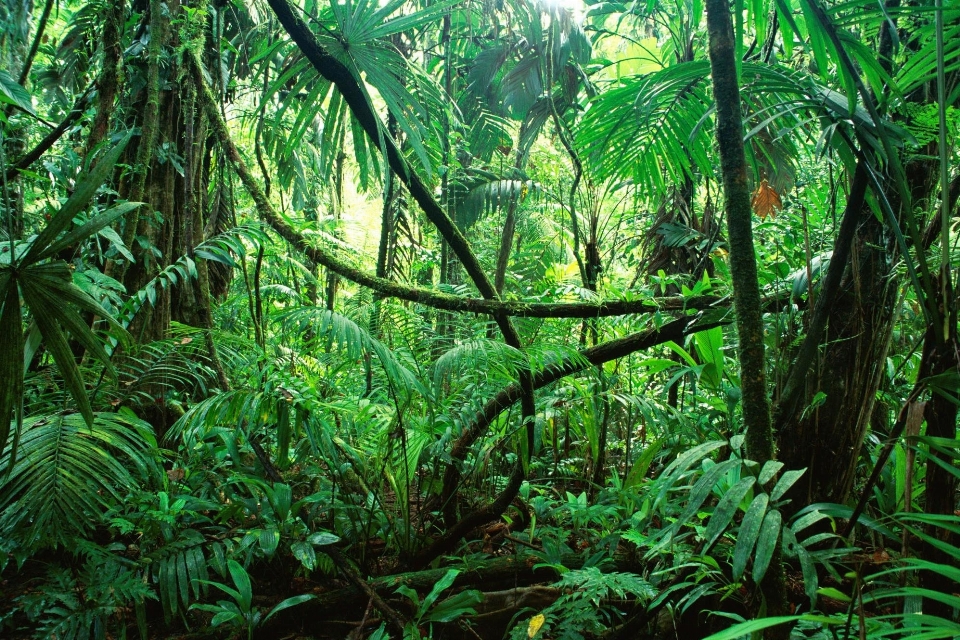 Pohon hutan tanaman daun