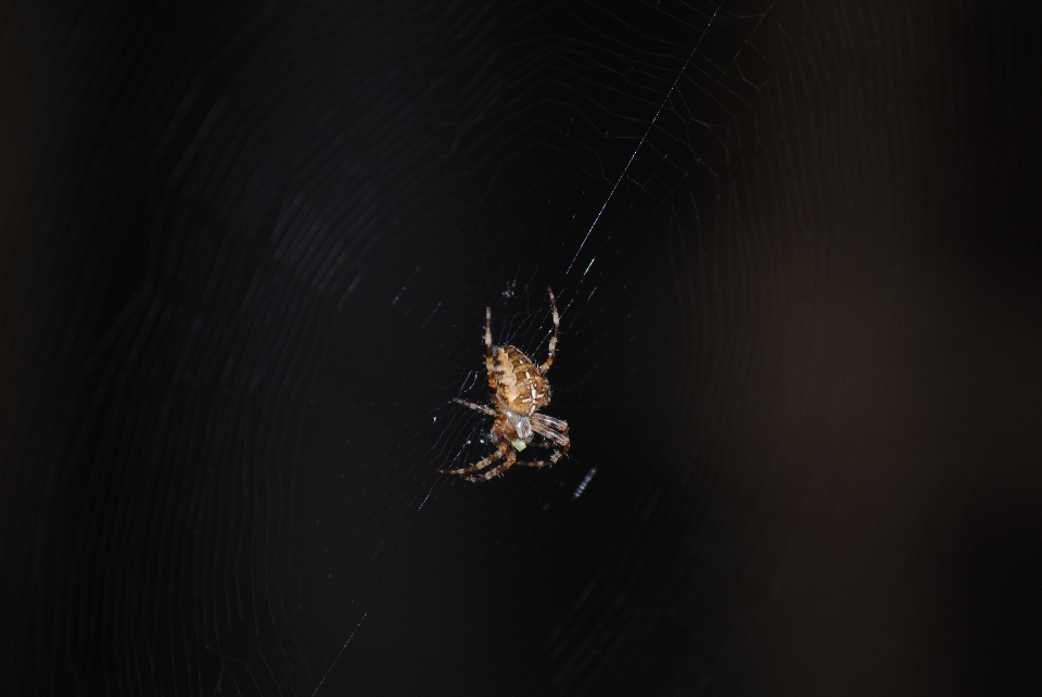 Natura fotografia sinistro ragnatela
