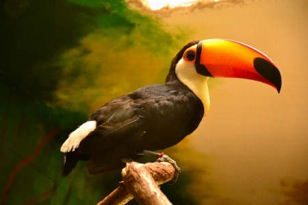 自然 鳥 動物 野生動物 写真