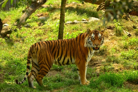 Nature forest grass wilderness Photo