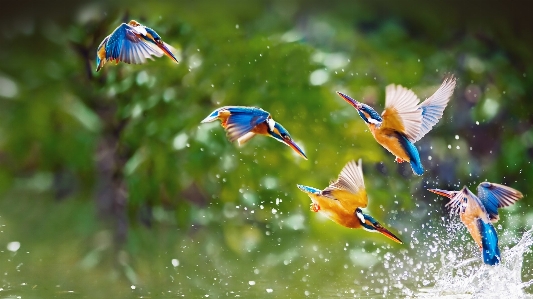 水 自然 鳥 白 写真