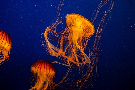 Water ocean underwater orange Photo