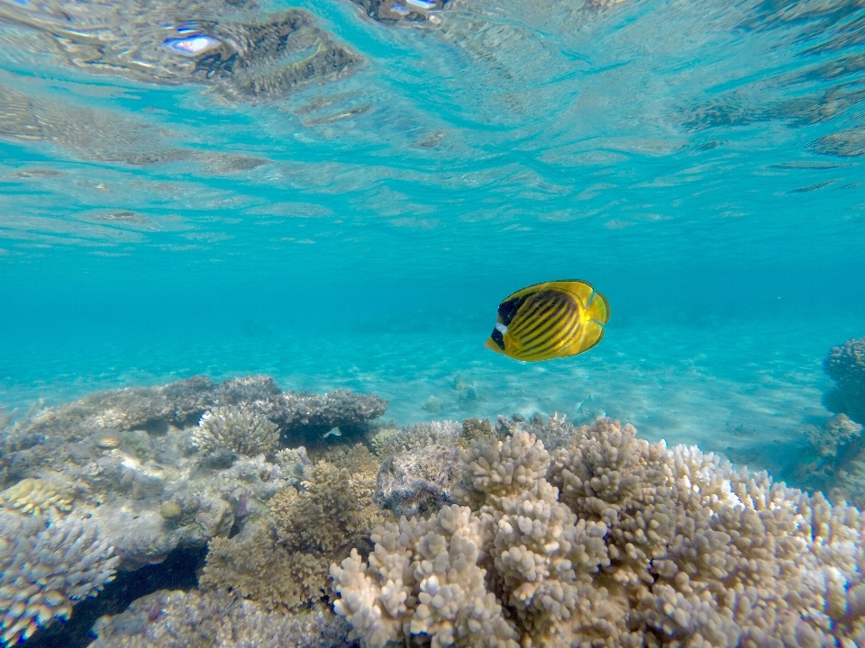 Mare acqua natura oceano