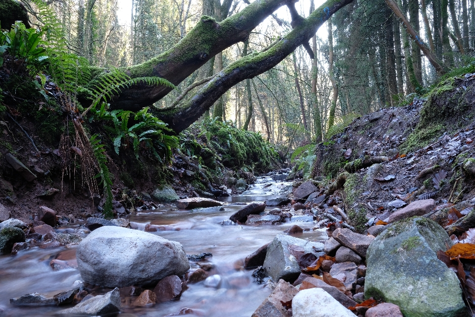 Krajobraz drzewo woda natura