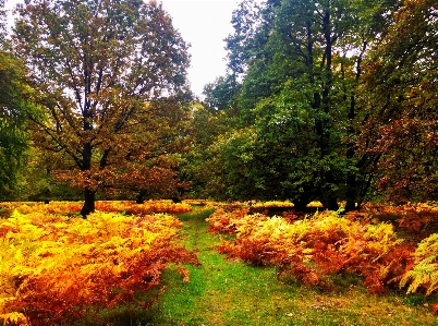 Foto Paesaggio albero natura foresta