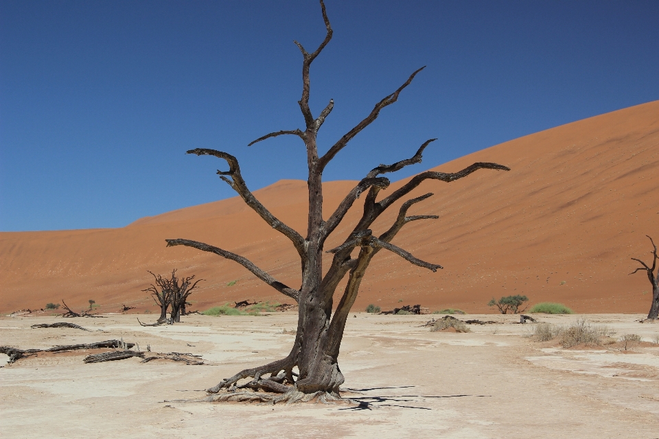 Landscape tree sand rock