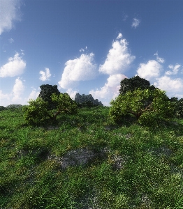 Landscape tree nature forest Photo