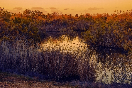 Landscape tree nature forest Photo