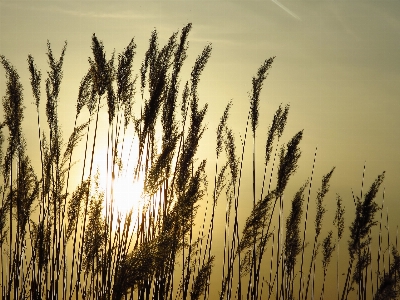 Water grass plant sky Photo