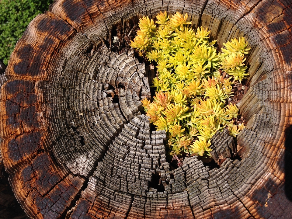 Baum anlage stamm protokoll