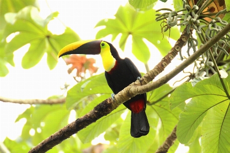 Foto Pohon alam cabang burung