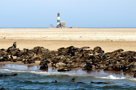 Foto Pantai laut pesisir air