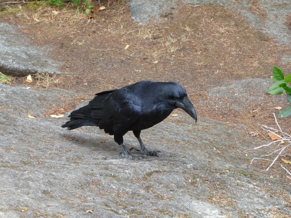 Nature rock oiseau le bec