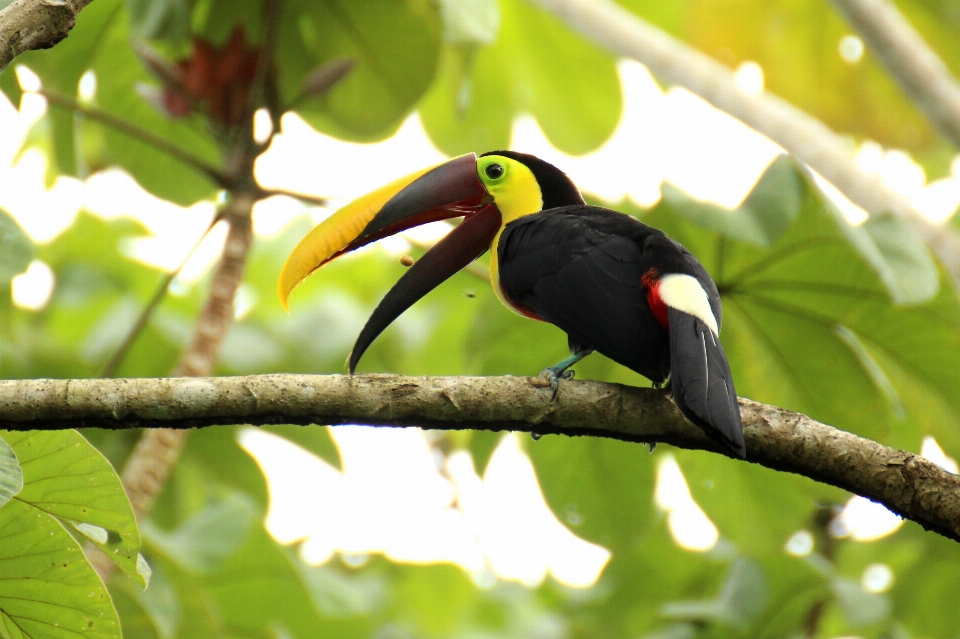 Pohon burung paruh tropis