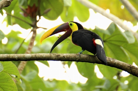 Tree bird beak tropical Photo