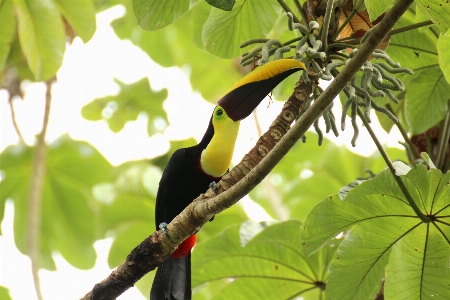 Tree bird animal wildlife Photo