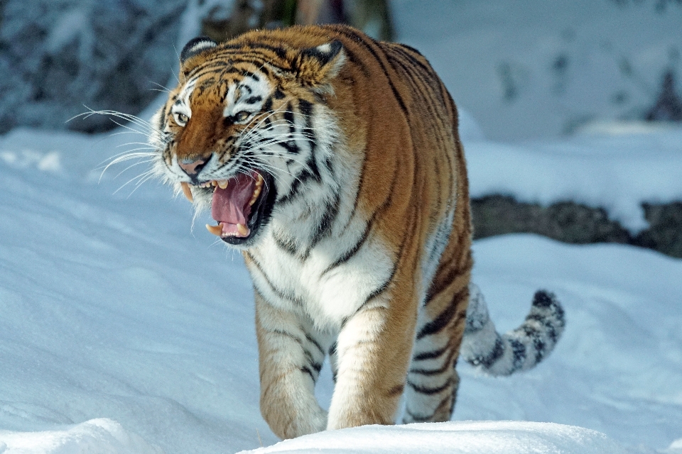 雪 寒い 冬 野生動物