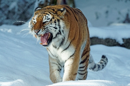 雪 寒い 冬 野生動物 写真