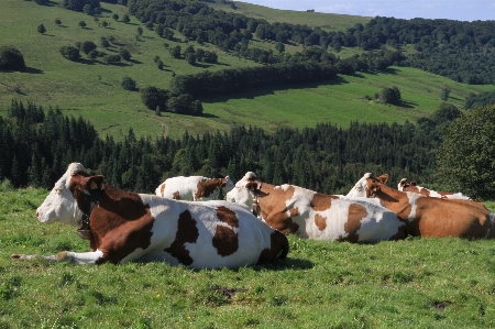 Grass mountain field farm Photo