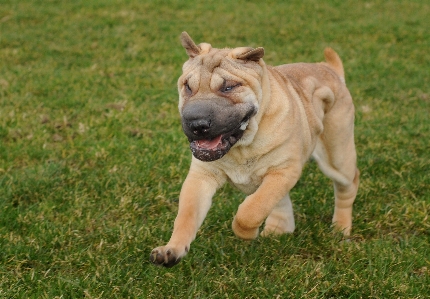 Grass run dog animal Photo