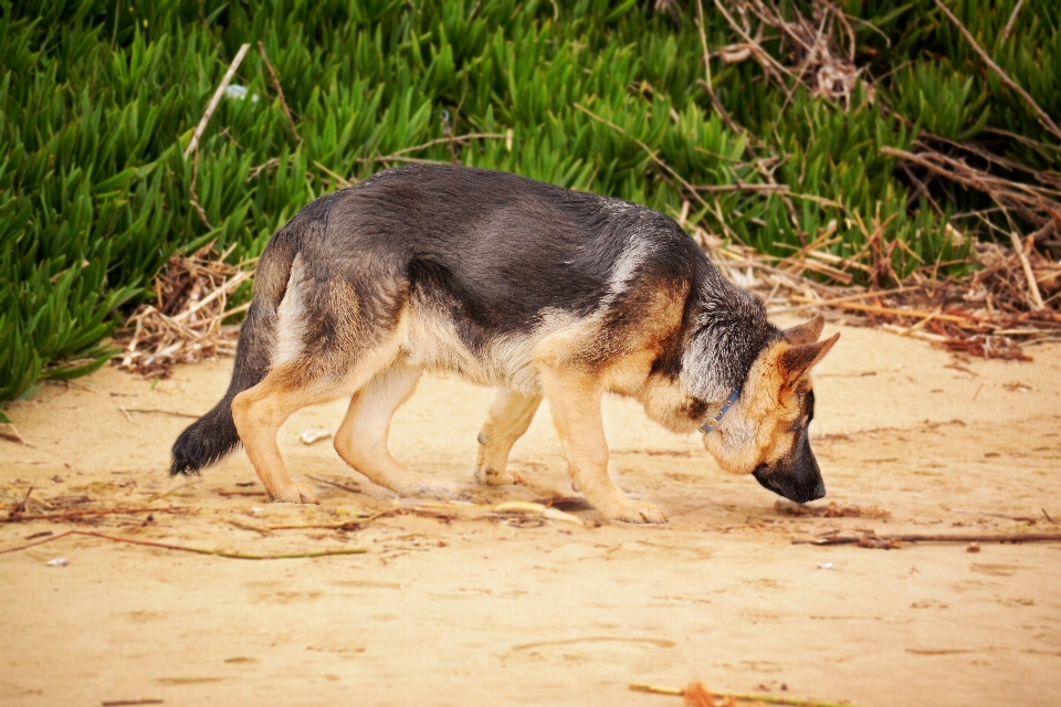 Dog animal canine fur