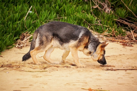 Foto Anjing satwa anjing
 bulu