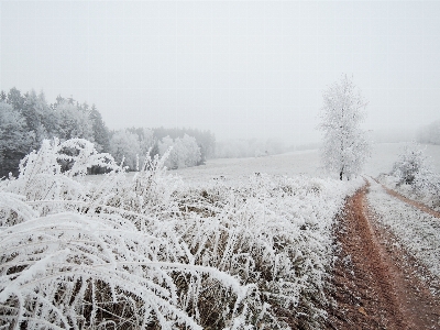 Foto Paesaggio albero natura foresta