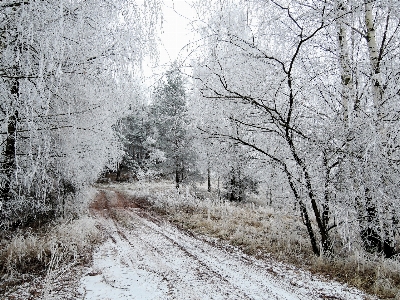 Foto Paesaggio albero natura foresta