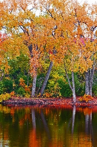 Landscape tree water nature Photo