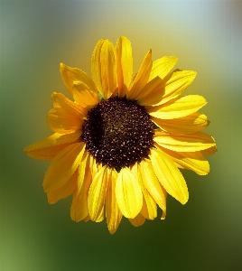 Nature blossom plant sun Photo