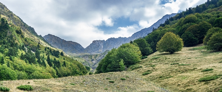 Landscape tree nature forest Photo